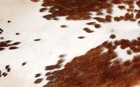 100  New Cowhide Rugs Area Cow Skin Leather  48  X 45   Cow Hide Sa-3453