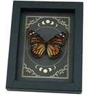 Real Monarch Butterfly Gothic Moon Phases Danaus Plexippus Female Framed