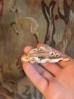 Vintage Resin  Japanese Frog Netsuke 