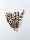 24pc  Ringneck Pheasant Hen Feathers wing   Tail   Crafts  Decor  Diy  Fly Tying