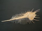 Monster   murex Pecten W o 163 2mm philippines Seashell
