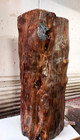 Valuable   Rare 400yr Old Pacific Yew Tree Hollow Trunk W heartwood Center