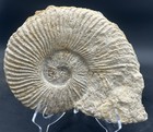 Big 10    Dino-aged Texas Fossil Ammonite  Oxytropidoceras Sp  Goodland Formation 