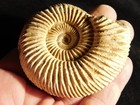 111 Million Year Old  White Ribbed Ammonite Fossil With Stand 123gr