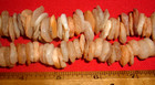 Long Strand Of  253  Sahara Neolithic Quartz Disk Beads  Ancient African Beads