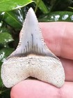 Peruvian Great White Shark Tooth Fossil Not Megalodon