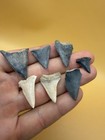 Great White Shark Tooth Lot Of 7 - South Carolin Authentic Shark Teeth