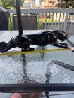 Mcm Haeger  crawling Black Panther  Glossy  1950s  Video