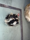Beautiful Taxidermy Raccoon Wall Mount Man Cave Den Mount Coyote Bobcat Red Fox