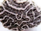 Vintage Antique Authentic 2 Specimens Sea Coral Natural Estate Find Nautical