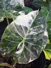 5 X Alocasia Regal Shields Albo Variegated Bulbs Please Read Description  