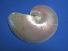  pearled Nautilus  Half  Beautiful    6 4 Inches 