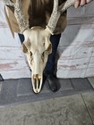 Wild 8 Point Whitetail Deer Antler Rack Horn Skull European Mount Man Cave 120 