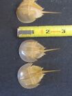 Small Preserved Horseshoe Crab Taxidermy Marine Life Shell - 1  To 3  On Average