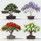 Bonsai Tree Starter Kit For Beginners Indoor Gardening Diy Gift Set With Seeds