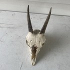 Juvenile Ibex Skull And Horns Ibex Goat Taxidermy Goth Ram Hunting 5   x5   