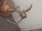 White Tail Deer Antler Mount 10 Points 20    Spread Nice Rack Thick 5  Bases
