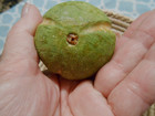 Antique 19thc Alabaster Stone Fruit Fig C 1900-49
