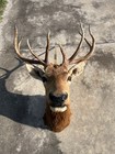 Large Red Deer Stag Taxidermy Mount