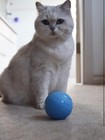 Barxbuddy Busy Ball Interactive Cat   Dog Toy -  heavy Duty - Incredibly Durable