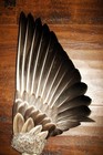 Snow Goose Native American Smudge Feather Fan Antler 19 