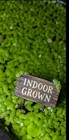 Live Duckweed Aquarium Floating Plants Indoor Grown Nitrate Remover Water Purify