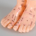 Foot Reflex Zone Model Traditional Chinese Medicine Teaching Equipment 13cm