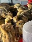 48 Jumbo Coturnix Quail Fertile Hatching Eggs  Npip Certified Game Farm