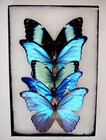 Lot Of 5 Beautiful Blue Morphos A- Butterflies Mounted Riker Framed From Peru 