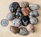 13 Small Unpolished Michigan Fossils Petoskey Stone Horn Chain Coral 1  M1