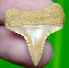 Great White Shark Tooth  - Chilean Real Fossil - Shark Teeth No Restorations