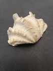 Fluted Clam Shell