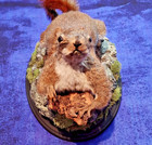 Squirrel Taxidermy Wall Mount Man Cave Cabin Decor