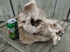 Real Bone Skull  Super Ugly New Zealand Hog