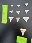 20 Gw Shark Lower Teeth Sector 3 And 4 Very Rare Different Prices