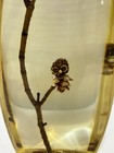 Vintage Mcm Retro Wood Owl Encased In Lucite Acrylic Figurine Decoration 8 25 