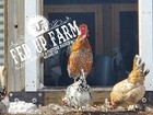 Icelandic Chickens  viking Eggs - 12 extras Rare Exotic 100  Pure Hatching Eggs