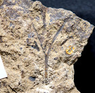 Museum Quality Detailed Branched Giant Cooksonia - Silurian Oldest Land Plant  