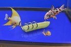 Fish Tank aquarium Vegetable Feederbottom Sinking Fish Feeder aquarium Vegeta   