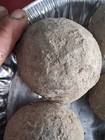6 Medium Size Crab Fossil Concretions Pulalius Vulgaris Washington State