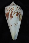 Conus Pergrandis Big