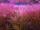 Pogostemon Stellatus - Live Aquatic Freshwater Fish Tank Shrimp Tank Stem Plants