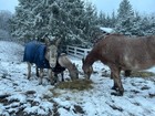 Donkey Longear Winter Turnout Blanket - Standard Donkey