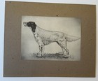 Friedolin Kessler  1913-1995   Pencil Drawing  Signed  1940   s A Dog Pointing