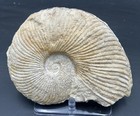 Nice Texas Fossil Ammonite 7    Oxytropidoceras Sp  Goodland Formation  Benbrook 