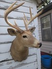 Big Wild Iowa 8 Point Whitetail Deer Shoulder Mount Taxidermy