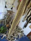Rattlesnake Skin Prairie Rattle Snake Hide Soft Tanned Wrap Pen Blanks 32 In S4