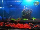 10 1 Fire Red Cherry - Freshwater Neocaridina Aquarium Shrimp  Live Guarantee