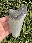 Natural Beautiful 4 19    Megalodon Tooth Fossil Shark Teeth