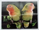 1988 Ranger Rick Poster Margays Lovebirds 19  X 14 5  Two Sided Magazine Vintage
